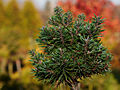 Pinus rotundata Bochanek IMG_1962 Sosna górska